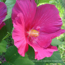 Extrato de flor de hibisco Anthocyanidins; Polifenóis